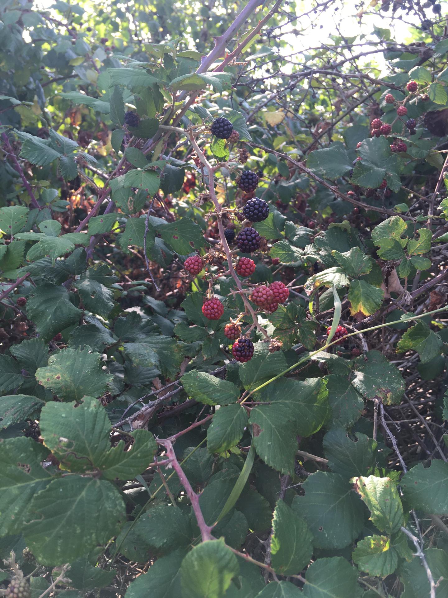 Img 3638